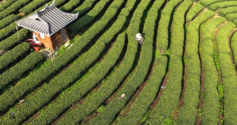 三江：早春茶飘香