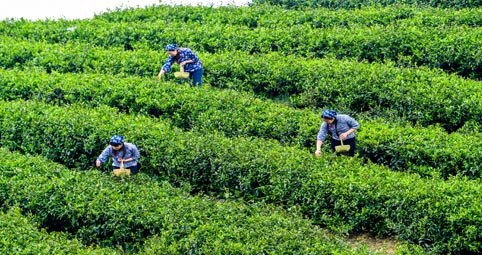 ◎ 五部门出台《中央财政常态化帮扶资金管理办法》